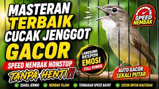 Download lagu ⚪ Masteran Terbaik Cucak Jenggot Gacor Speed Nembak Nonstop Tanpa Henti‼️ #cucakjenggot mp3