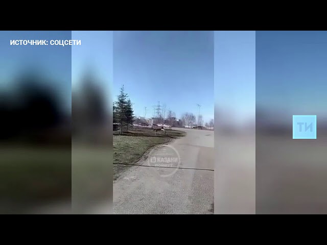 Казан урамына «адашып» килеп чыккан пошины видеога төшереп алганнар
