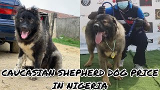 Caucasian Shepherd Dog Price in Nigeria