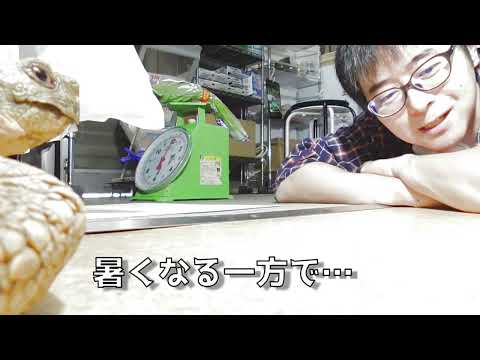 ヒマワリの小さなべっ甲 (Aglais urticae)