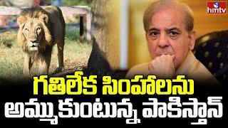 పాకిస్తాన్ లో గేదెలకంటే సింహాలే చీప్ | Burning Topic