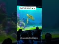 Turtle Soup At Disney 🐢 | Turtle Talk With Crush