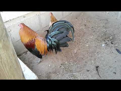 Reproductores  Gallo Brown Red/Gallina Mclean