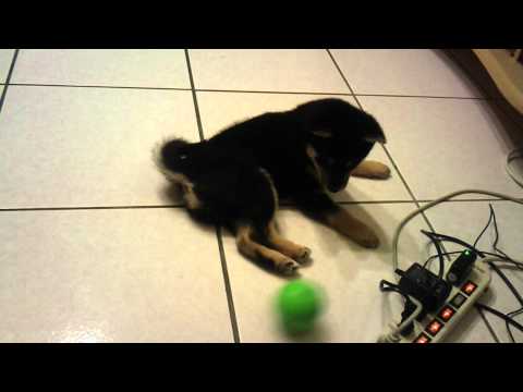 自娛的noli(原發表者:毛豆姐)(影片)