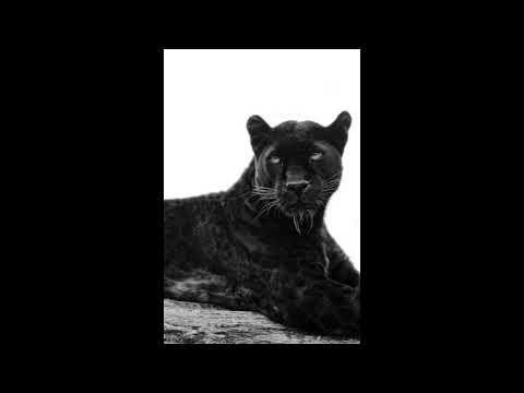 [FREE] EDM x House Pop Type Beat - " TRUST ME " Stromae x David Guetta Instrumental 2022