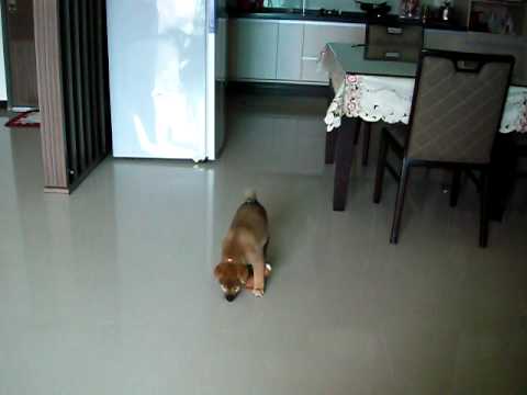 小公主MEKI瘋狂的一面......(原發表者:MEKI麻)(影片)