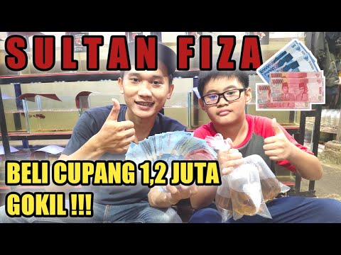 SULTAN FIZA BELI CUPANG 1,2JT, GOKIL !!!