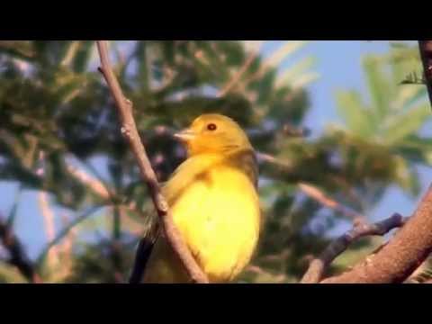 Sicalis šafranový (Sicalis flaveola) — video o speve a chove