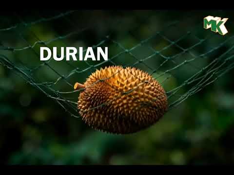 DURABLE DURIAN NETTING