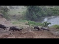 Lion Hunting Wildebeest
