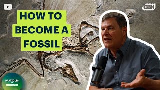 How Do Fossils Form? A Paleobotanist Explains the Secret to Fossilization