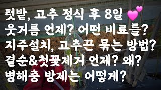 텃밭, 고추 정식 후 8일 