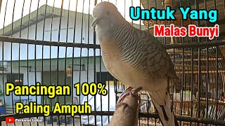 Download lagu Suara Perkutut Jantan Gacor Memanggil Lawan Paling Ampuh Mengundang Bunyi #perkututlokal mp3