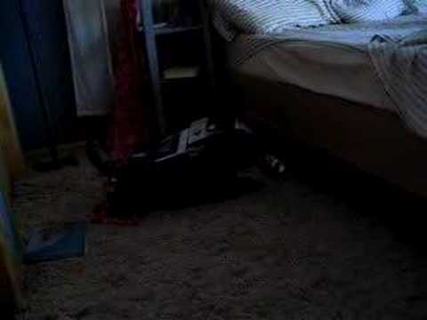 Kalik playing with an empty