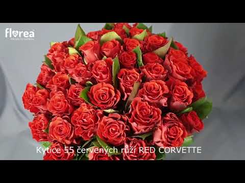 Kytice 55 červených růží RED CORVETTE