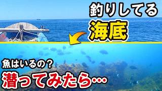 魚はいるの！？釣りした直後に海底へ潜って魚を見に行ってみたら…