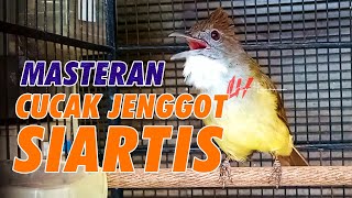 Download lagu MASTERAN CUCAK JENGGOT TEMBAKAN RAPAT MBESET KASAR mp3 Download lagu MASTERAN CUCAK JENGGOT TEMBAKAN RAPAT MBESET KASAR mp3
