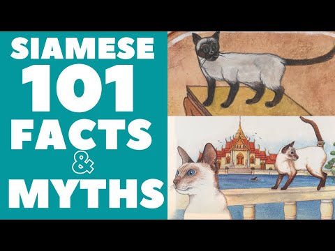 Siamese Cats 101 : Fun Facts & Myths