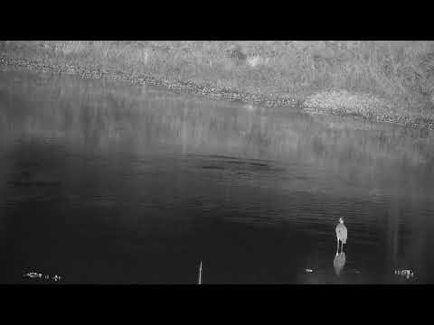 Djuma: Fish swimming/jumping around and then Grey Heron too - 02:14 - 02/28/2022