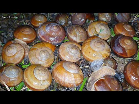 Snails And Bugs With A Giant Toad In The Garden | Pop Snails ANd Toad | Sann Pisetha