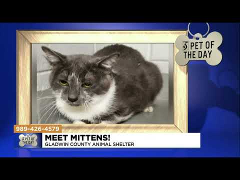 Pet of the Day: Meet Mittens!