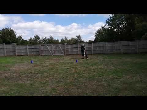 Reef Obreedience heelwork 26th Aug Take 1