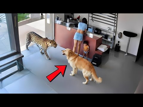 BEST of Hero Animals That Saved Human Lives 2025, You Must See!