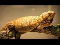 Follicular Stasis Don T Allow Your Reptile To Die