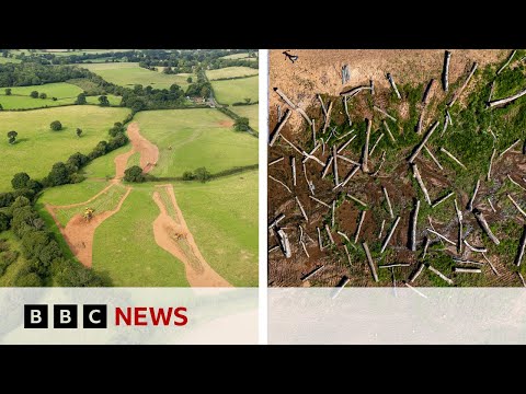 Video | What happens when you set a river free? | BBC News