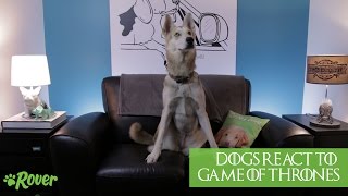 Dogs React to Game of Thrones (Seasons 1-5) - SPOILERS!!!