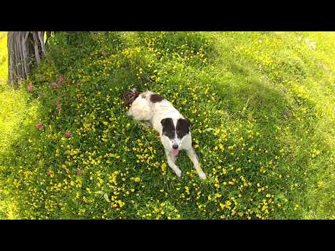 This is my Romania EP 01- Retezat Mountains