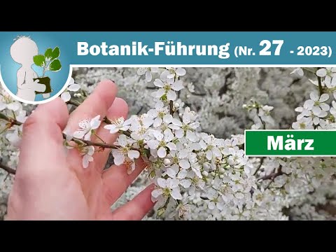 Kirschpflaume in Vollblüte - Wildkräuter & Wildpflanzen im März