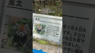 【千葉市動物公園】レッサーパンダ風太くんに会いに行ってきた！#ソラウミvlog #vlog #日常#レッサーパンダ #ラーメン
