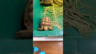 ケヅメリクガメはいいよなぁ　#氷見市 #氷見ラボ水族館