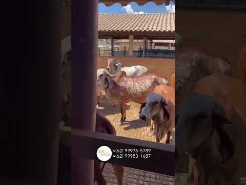 Novilhas Estância Tamburil - Bela Vista de Goiás GO