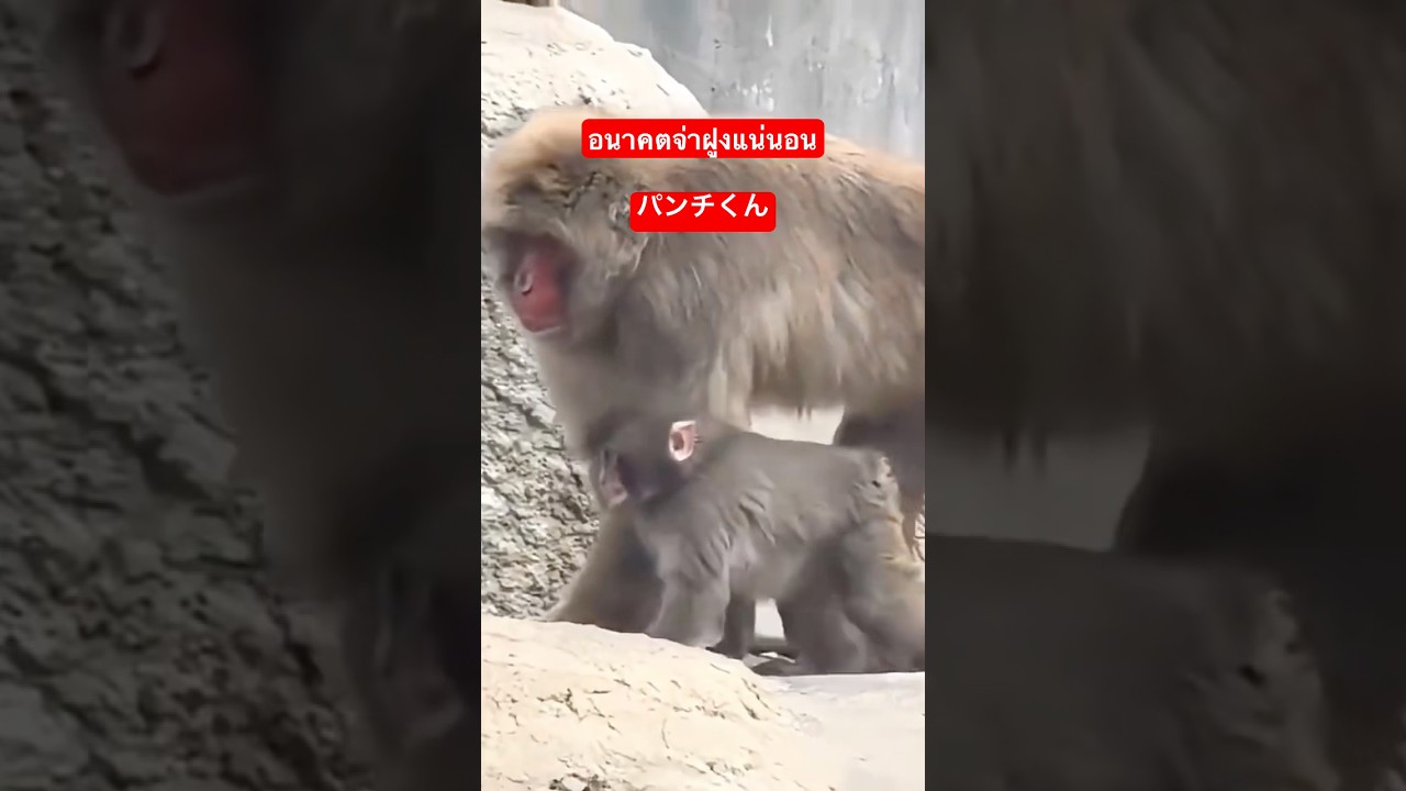 เดินตามผู้ใหญ่ลิงไม่กัด😅😅 #パンチ #punch #monkey #japantravel #zoo #babymonkey #animals