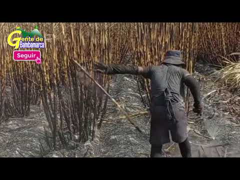 CORTE DE CAÑA . SAN JACINTO. NEPEÑA