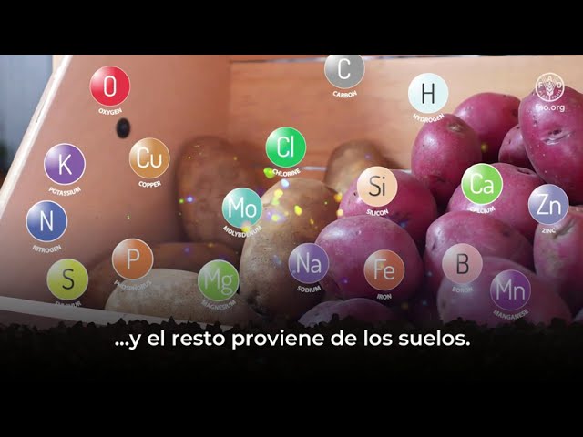 youtube video id=Qp9M7mMzbbc