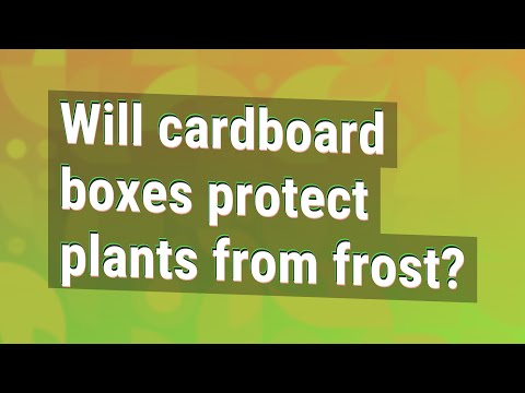 YouTube video about: Will cardboard boxes protect plants from frost?