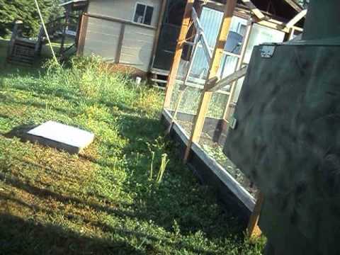 checking for eggs   Willis showing off