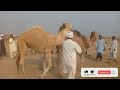 Camel Mating Fun White Camel Black Camel Camel Mating