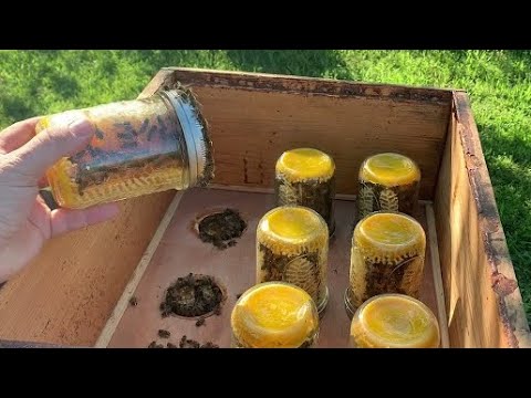 Mason Jar Comb Honey | #beekeeping