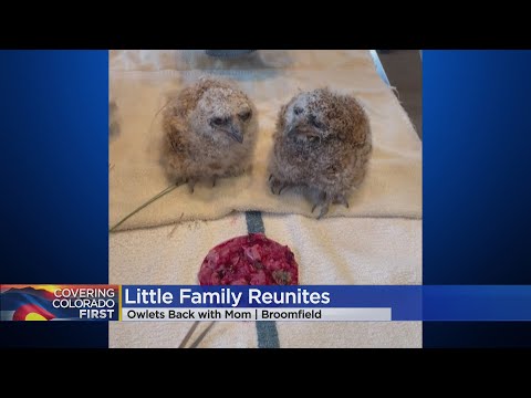 Great Horned Owlets Rescued From Nest After Mama Owl Gets Hurt In Broomfield