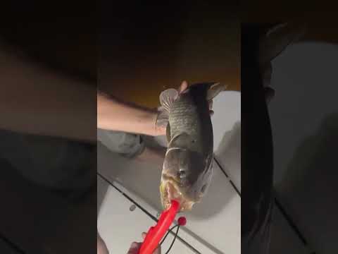 pesca en escobar  16 de febrero 2026