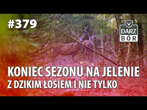 Darz Bór odc. 379 Koniec Sezonu na jelenie z dzikim Łosiem i nie tylko