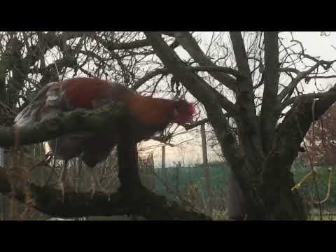 Sandschak Kräher x Blumenhuhn Mix Hähne (2023)