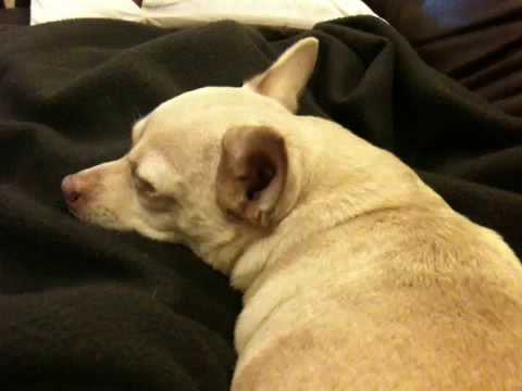A snoring Chihuahua