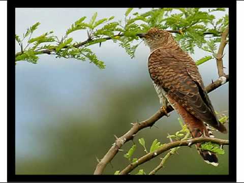 Vară, vară primovară - Slobodan Lekić