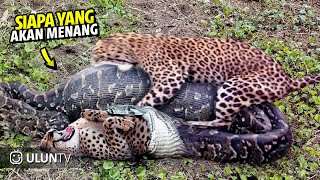 Download lagu DETIK DETIK MENEGANGKAN PERTARUNGAN MAUT SAMPAI MATI, ULAR BESAR VS ULAR BESAR & HEWAN LAIN mp3