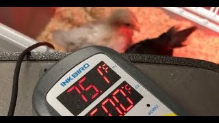 I kept them comfortable with an Inkbird ITC-306T